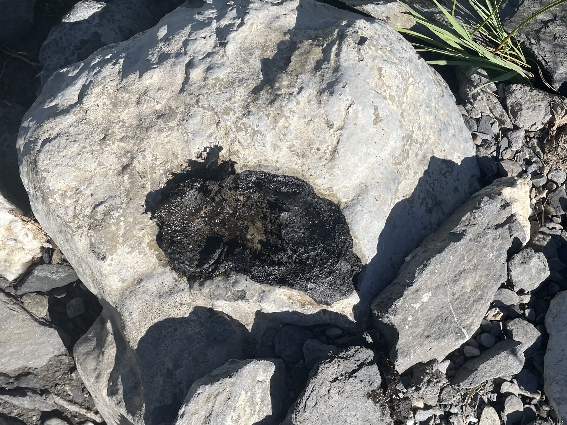 Crotte liquide et sombre, due à la consommation de sang et de viscères