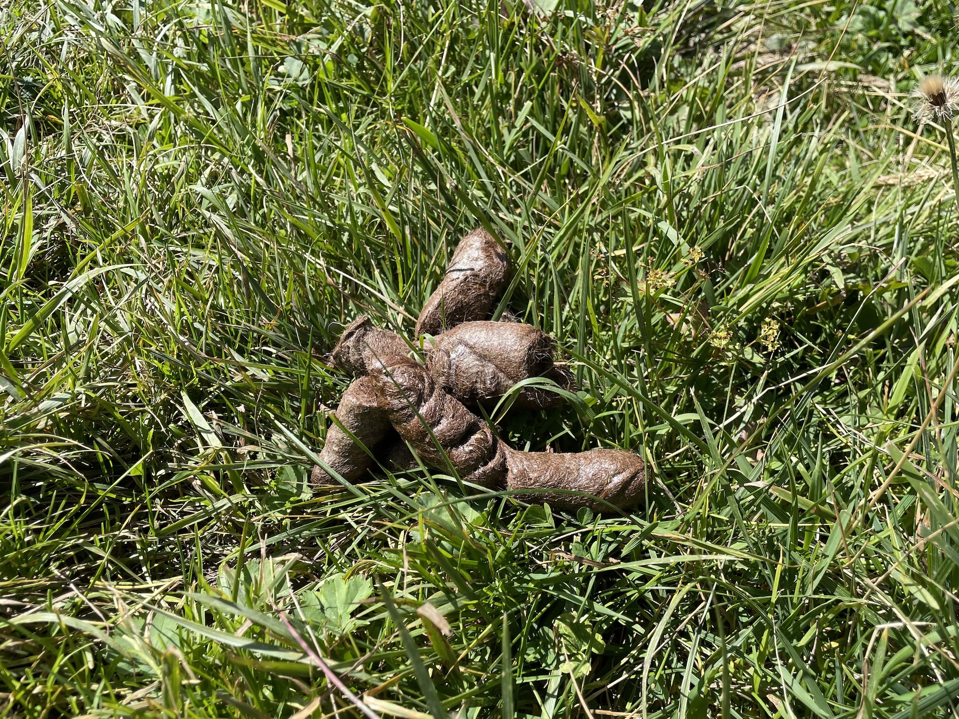 Crotte typique avec présence de poils