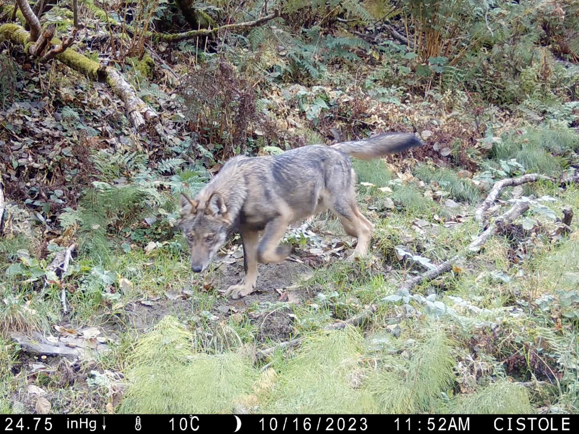 Loup