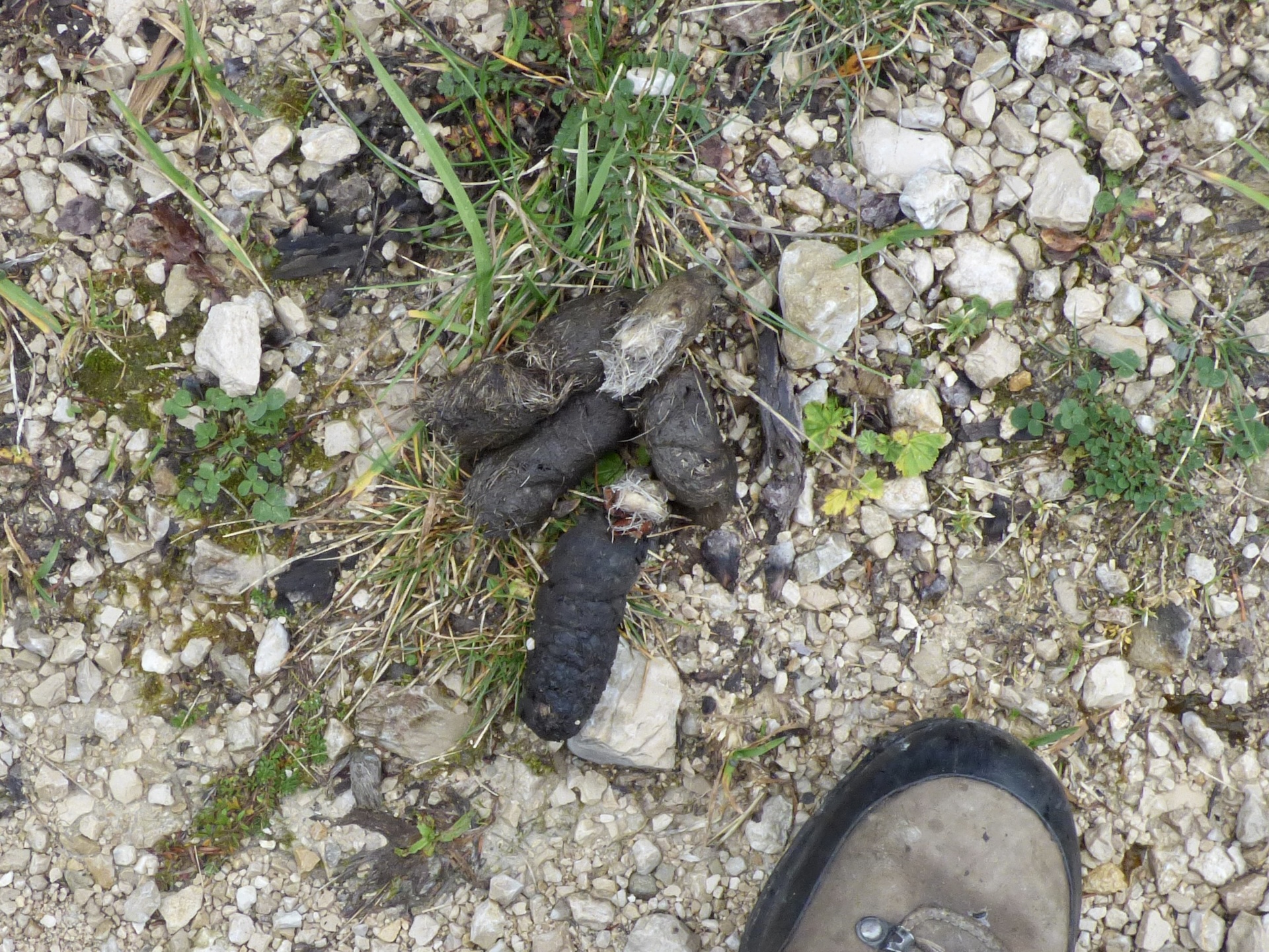 Crotte bien en vue, au milieu d'une piste