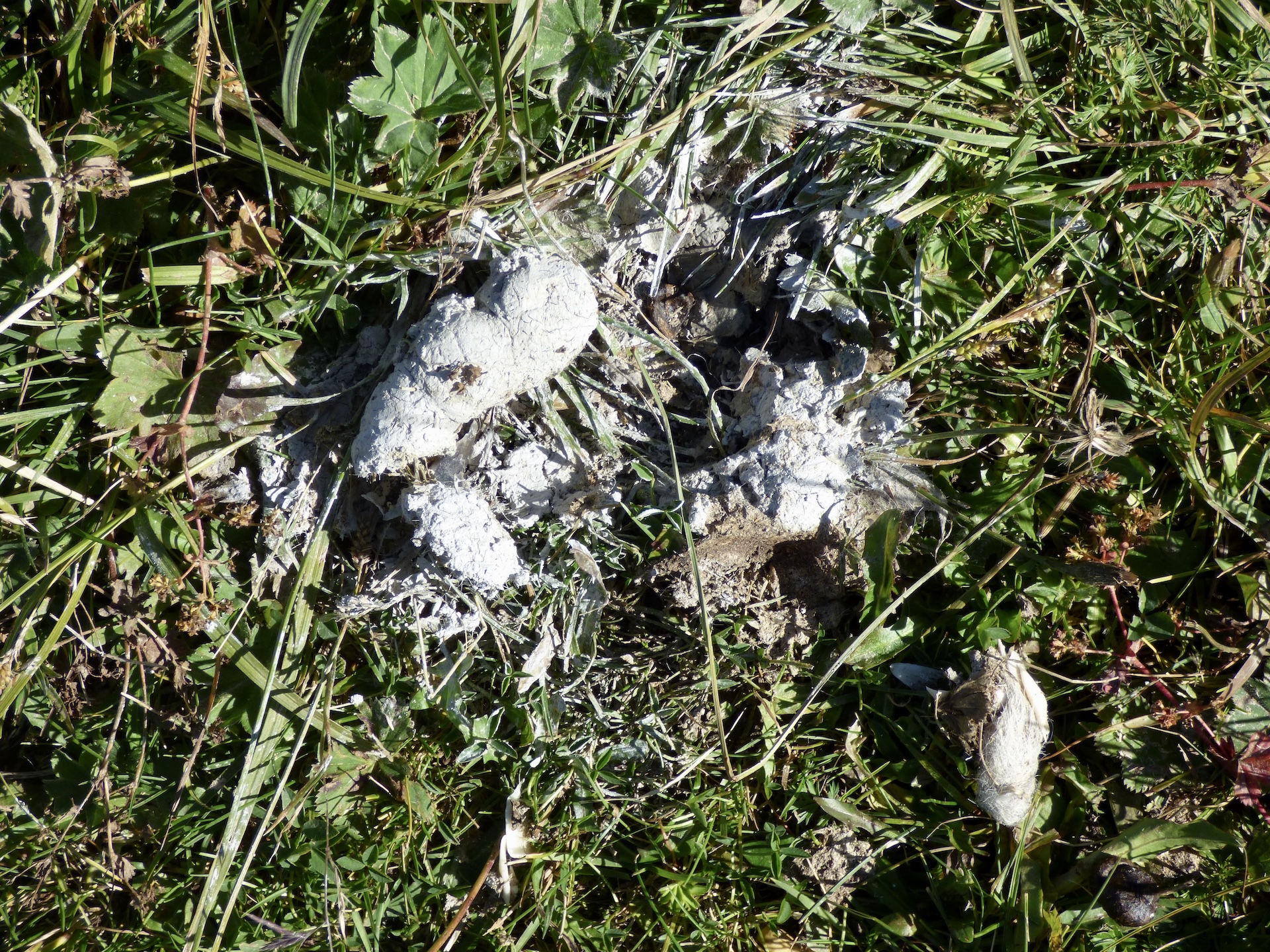 Crotte de charognage, la coloration blanche est due à l'ingestion d'une forte quantité d'os