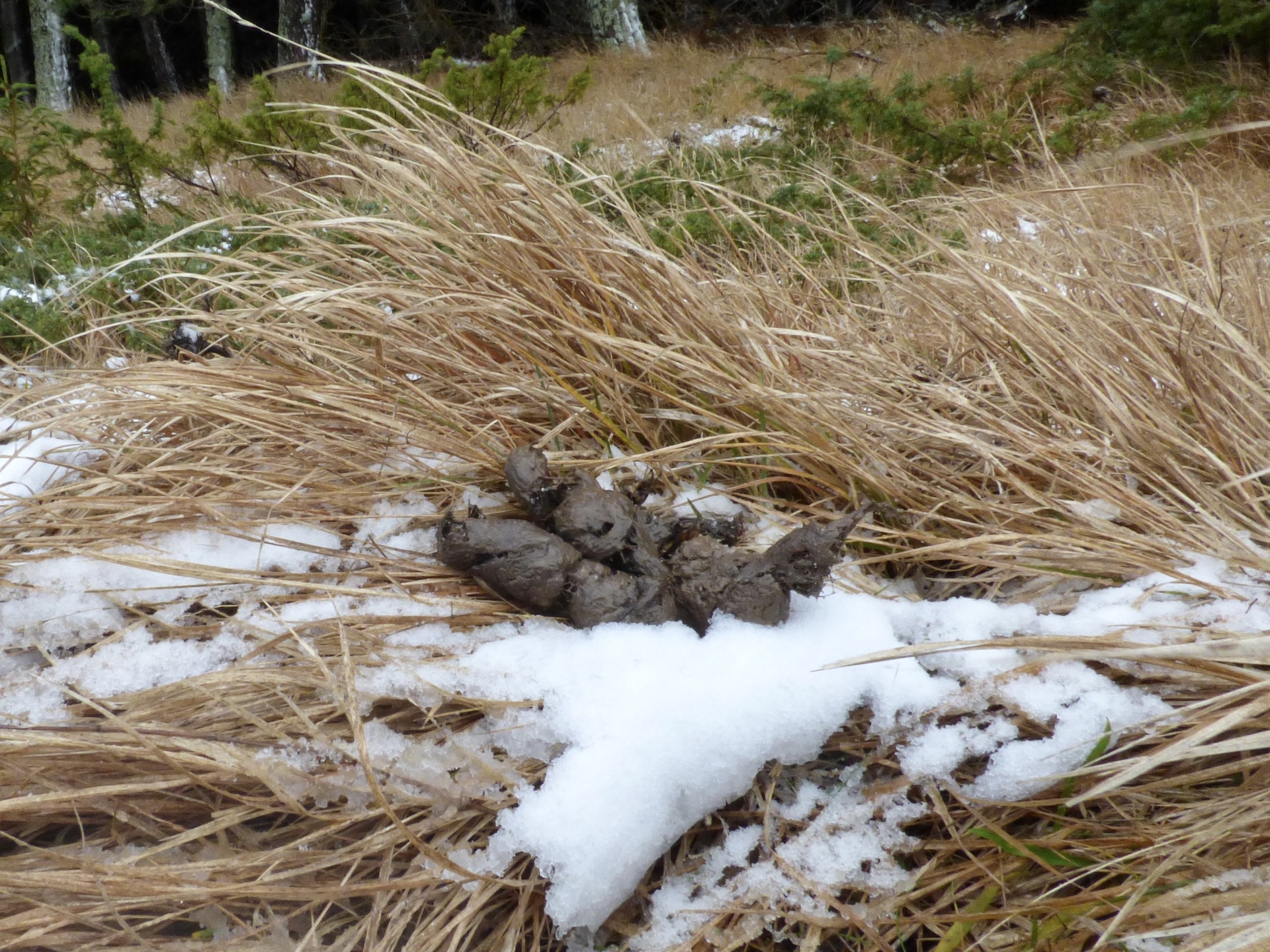 Crotte fraîche sur un point de marquage