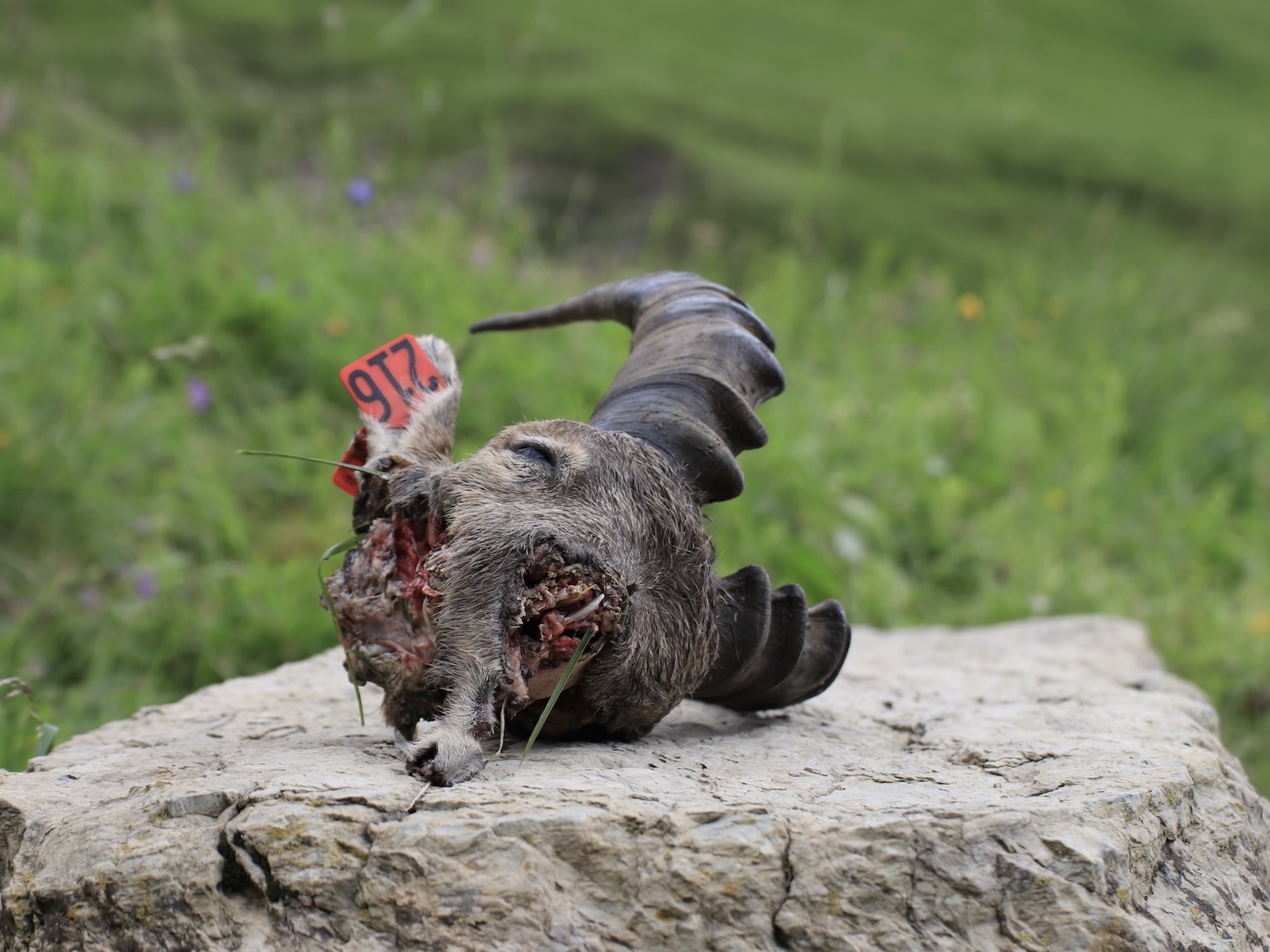 Bouquetin tué par les loups mais dérobé et consommé par les chiens de protection