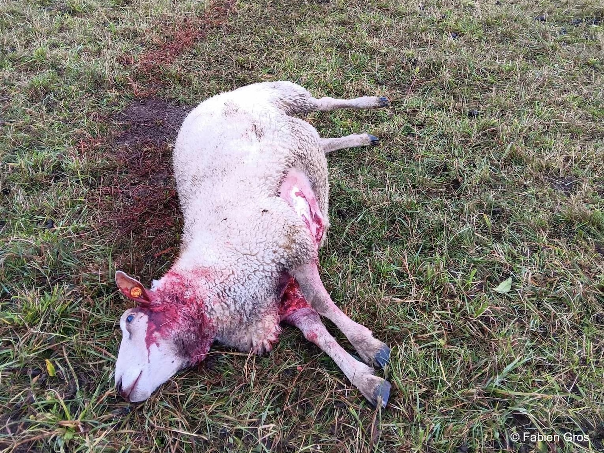 Morsure de mise à mort au niveau du cou