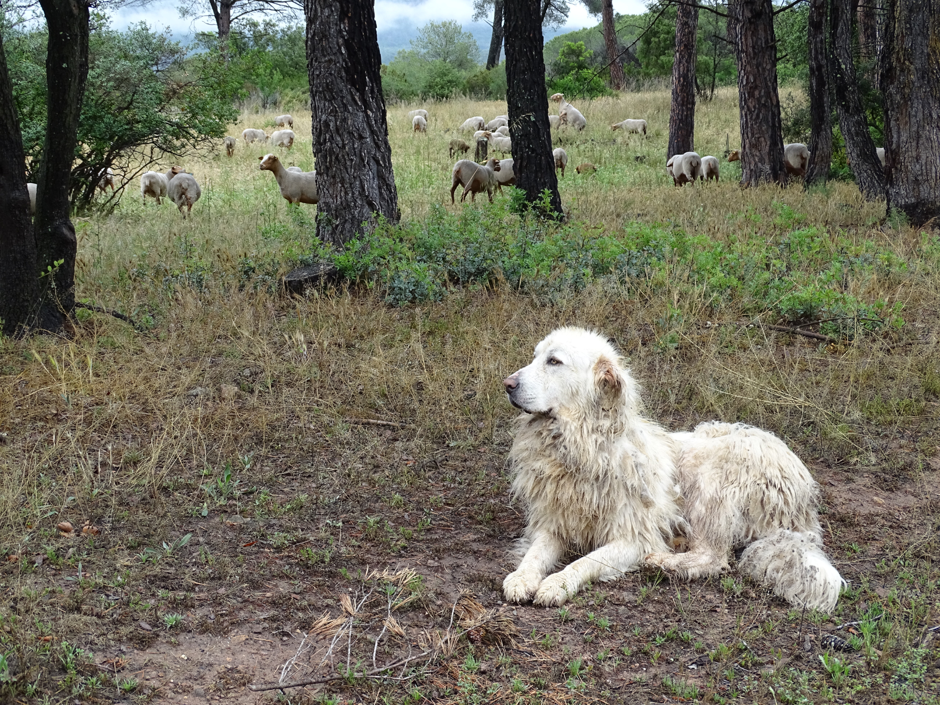 Chien de protection avec des brebis