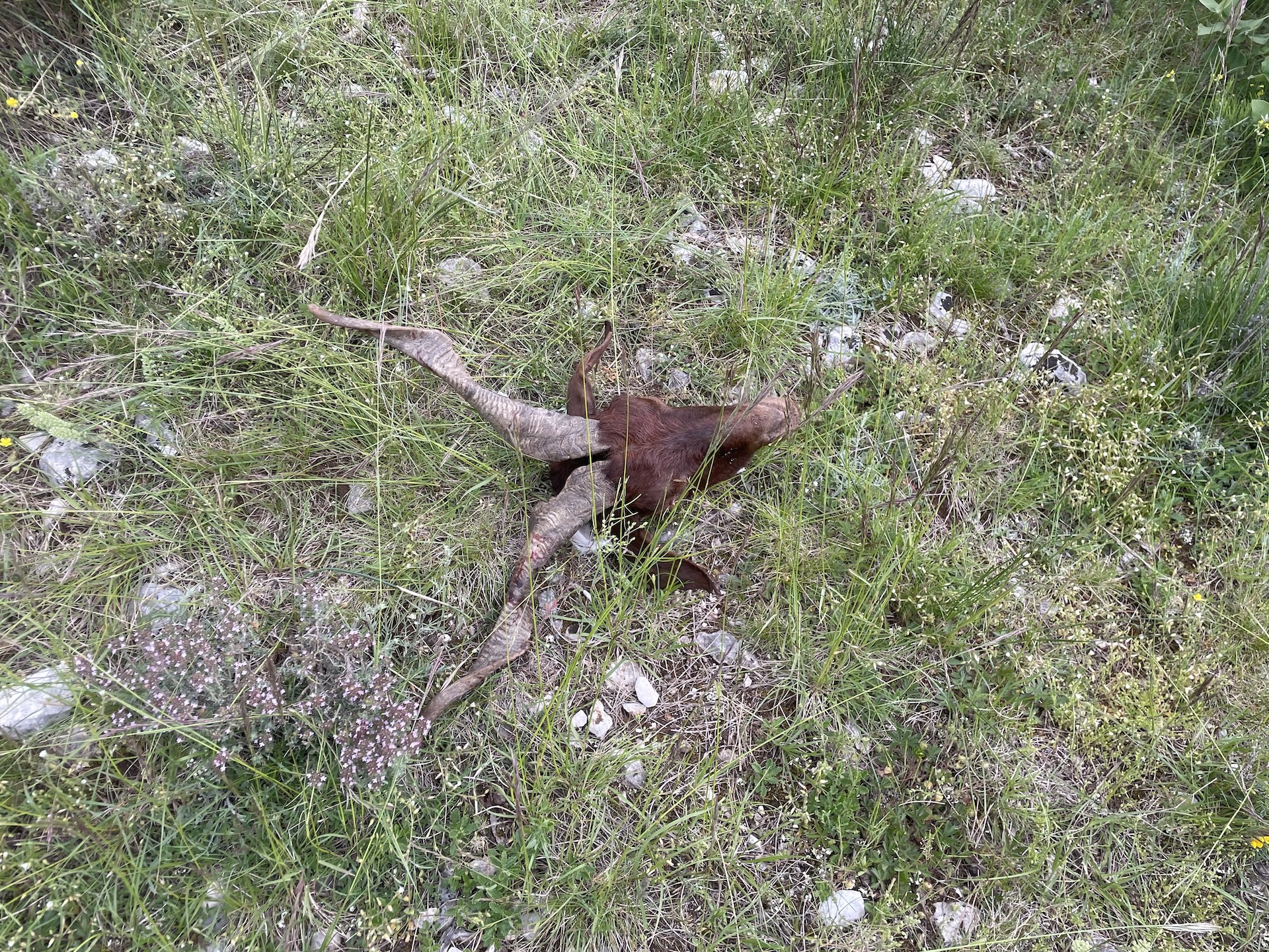Les animaux moins grégaires sont plus vulnérables