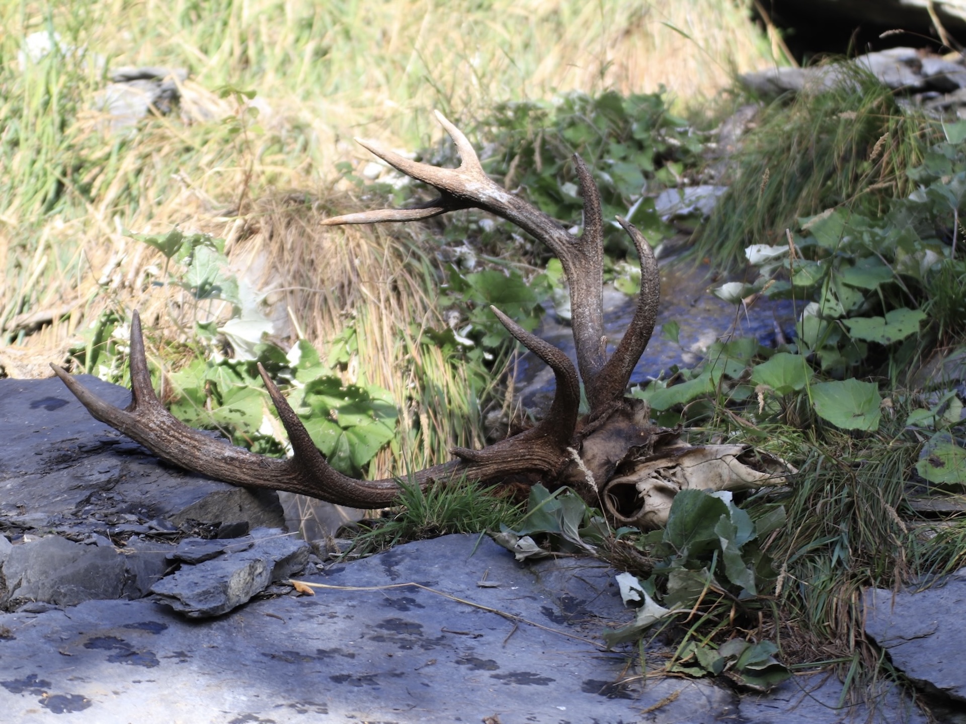Carcasse de cerf découverte sur un site de rendez-vous