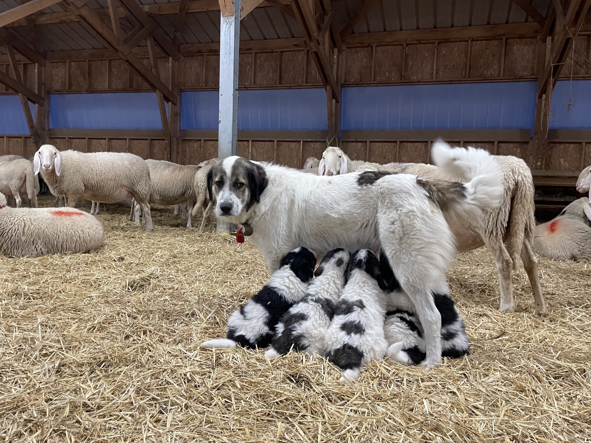 Imprégnation des chiots dans la bergerie