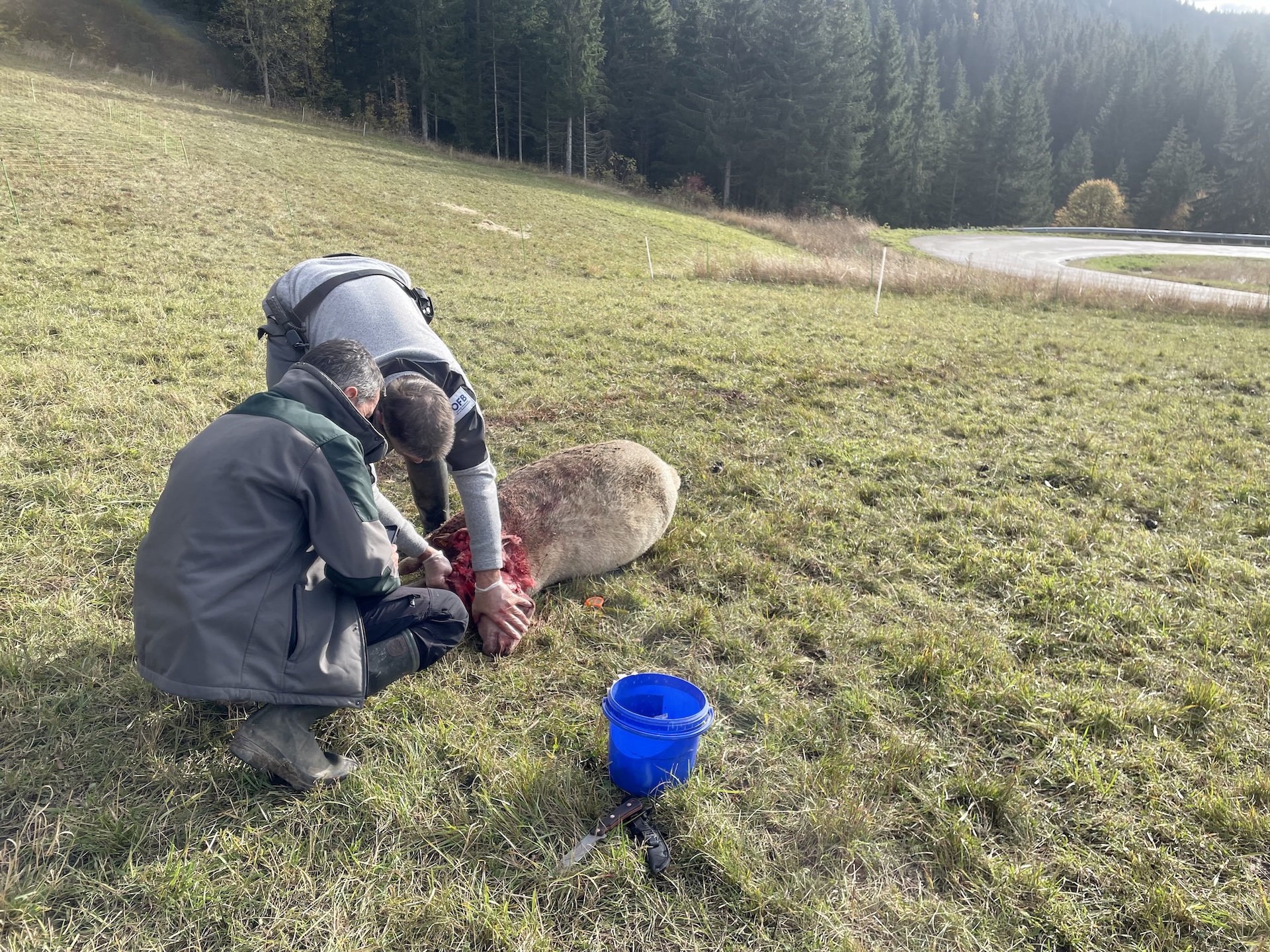 Constat de dommage réalisé par des agents de l'OFB sur une brebis
