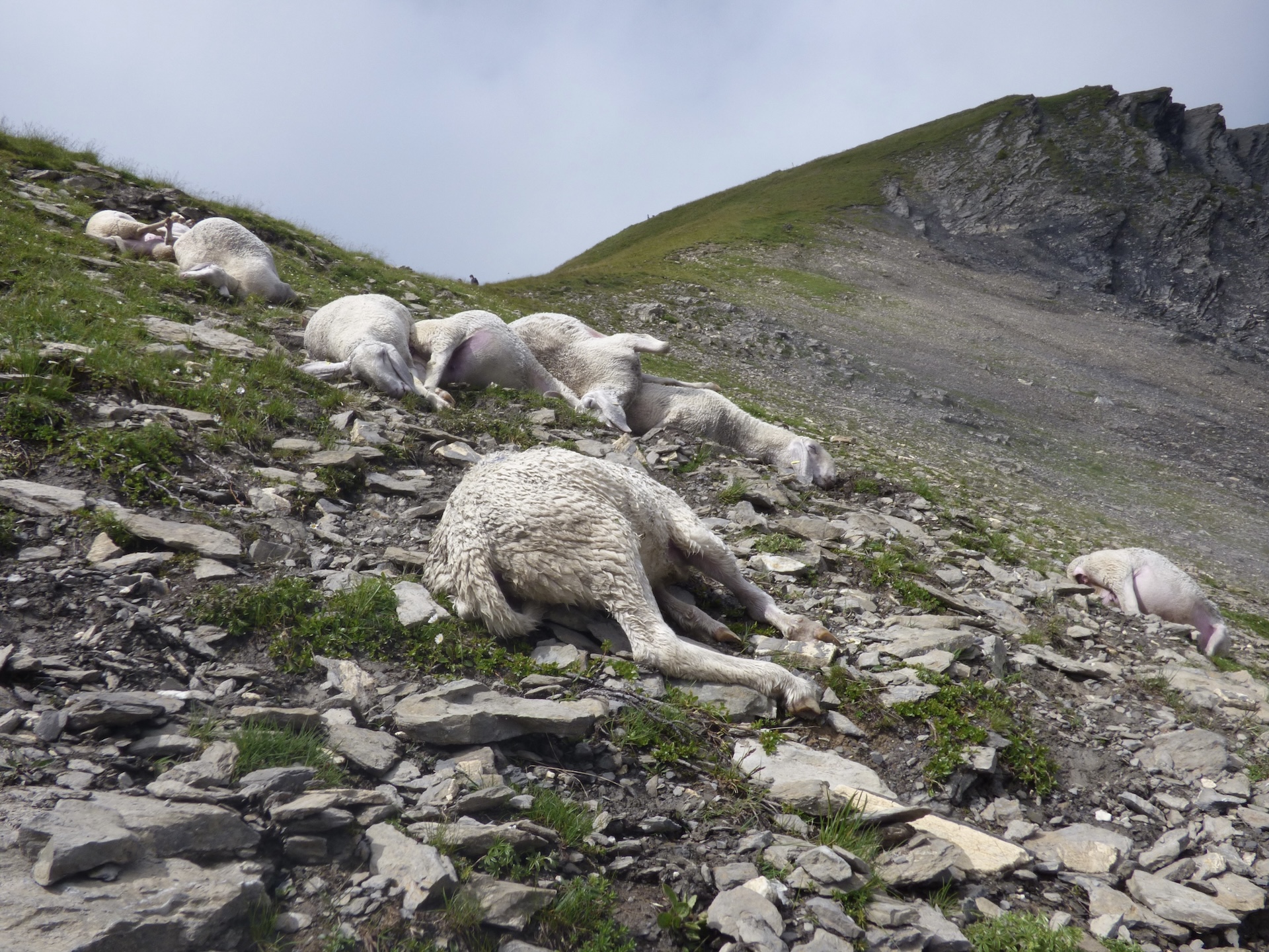 Dérochement de 24 brebis malgré la présence de 7 chiens de protection
