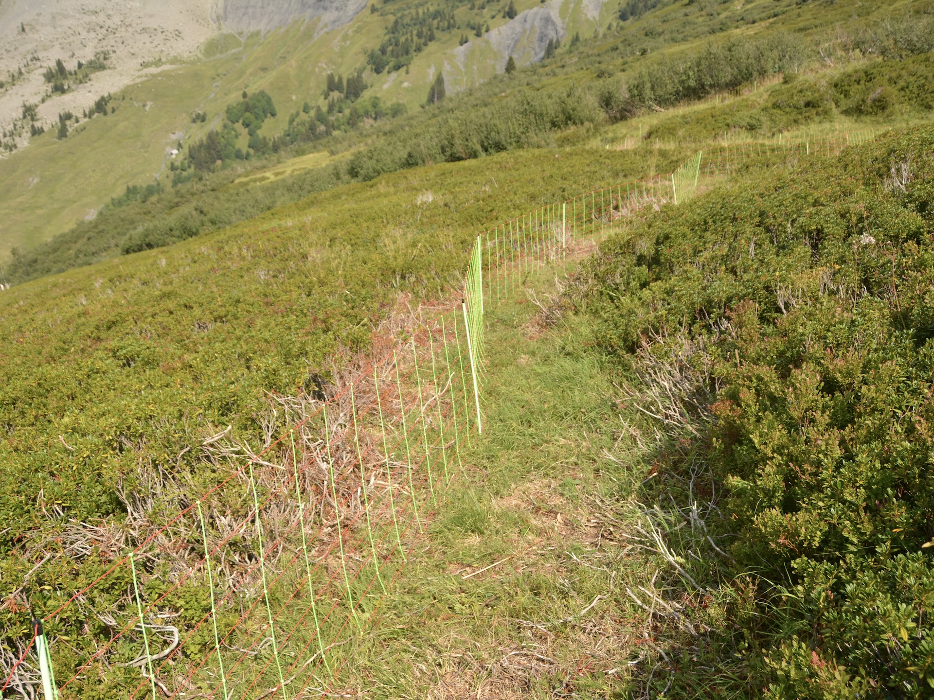 Débroussaillage de certaines zones de passage pour faciliter l'installation des filets