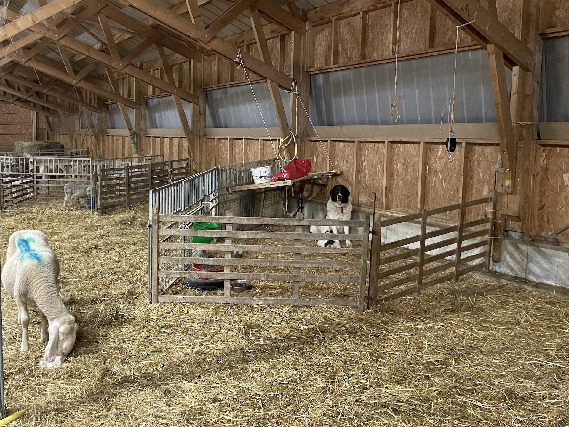 Site de mise bas aménagé à l'intérieur d'une bergerie avec des barrières