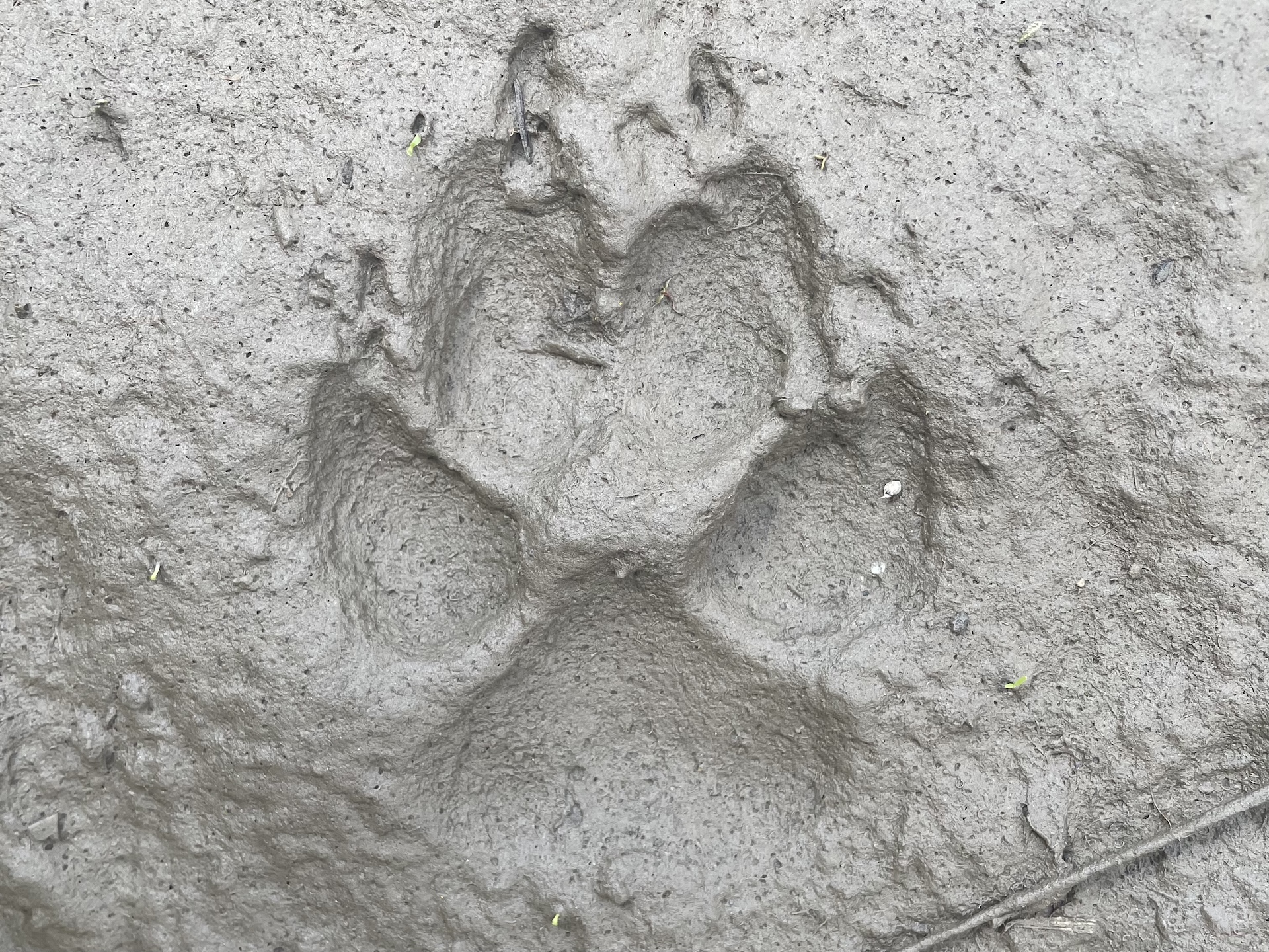 Empreinte avec recouvrement antéro-postérieur