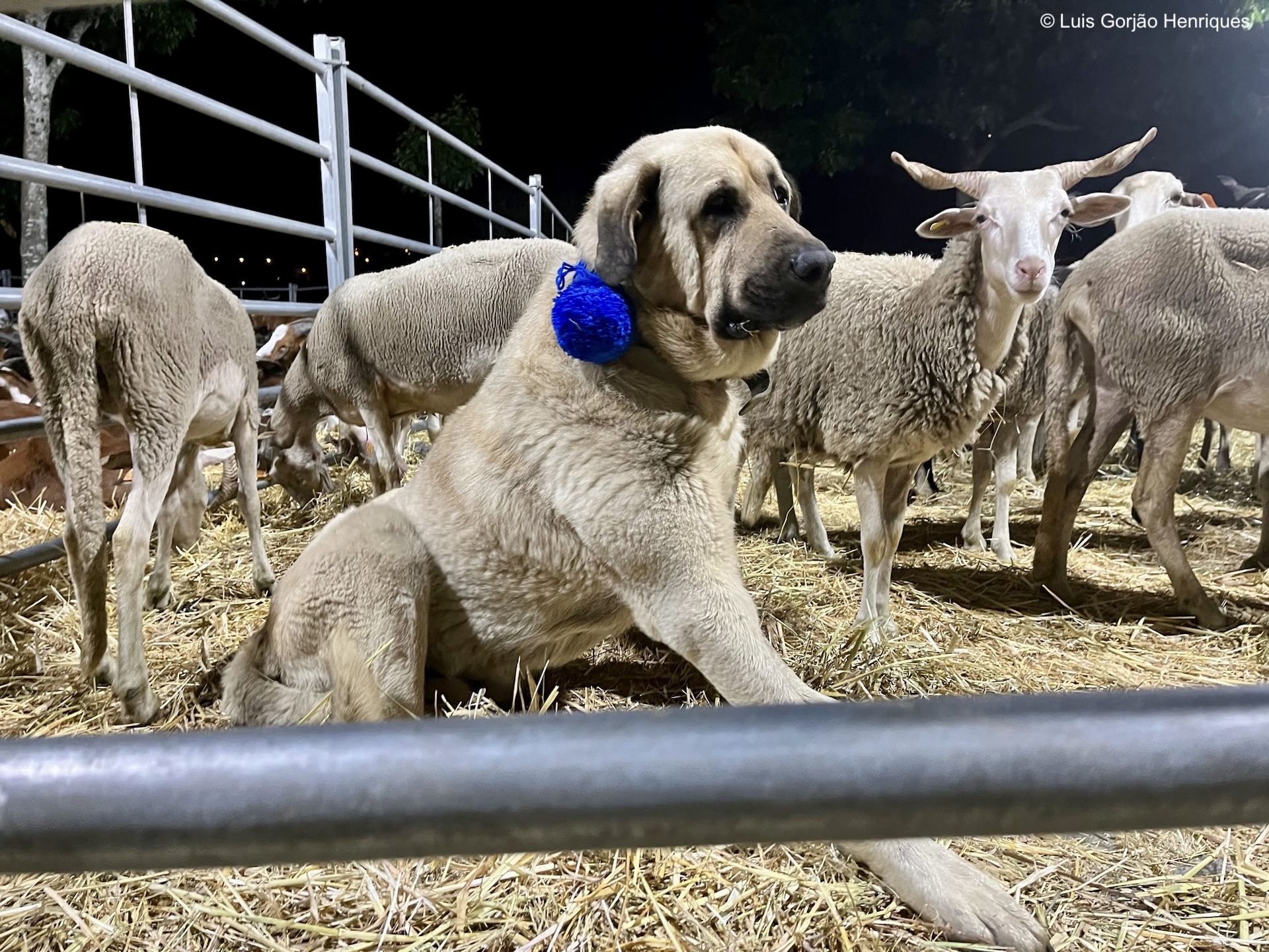 Chien de la Serra da Estrela au festival de la transhumance à Castro Daire (PT)