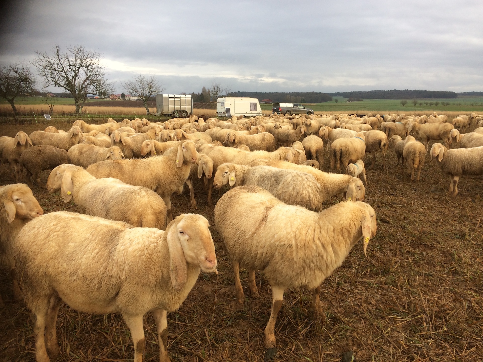 Parc de nuit dans la plaine en transhumance hivernale (filets 90 cm)