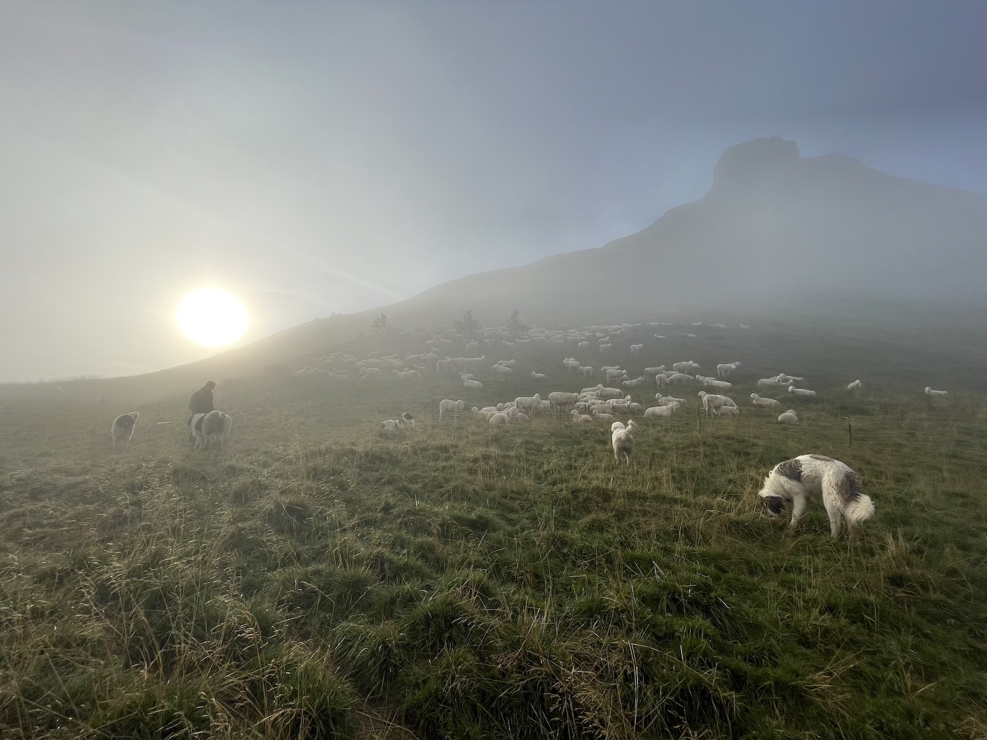 Troupeau de 500 brebis au parc de nuit avec 8 chiens de protection