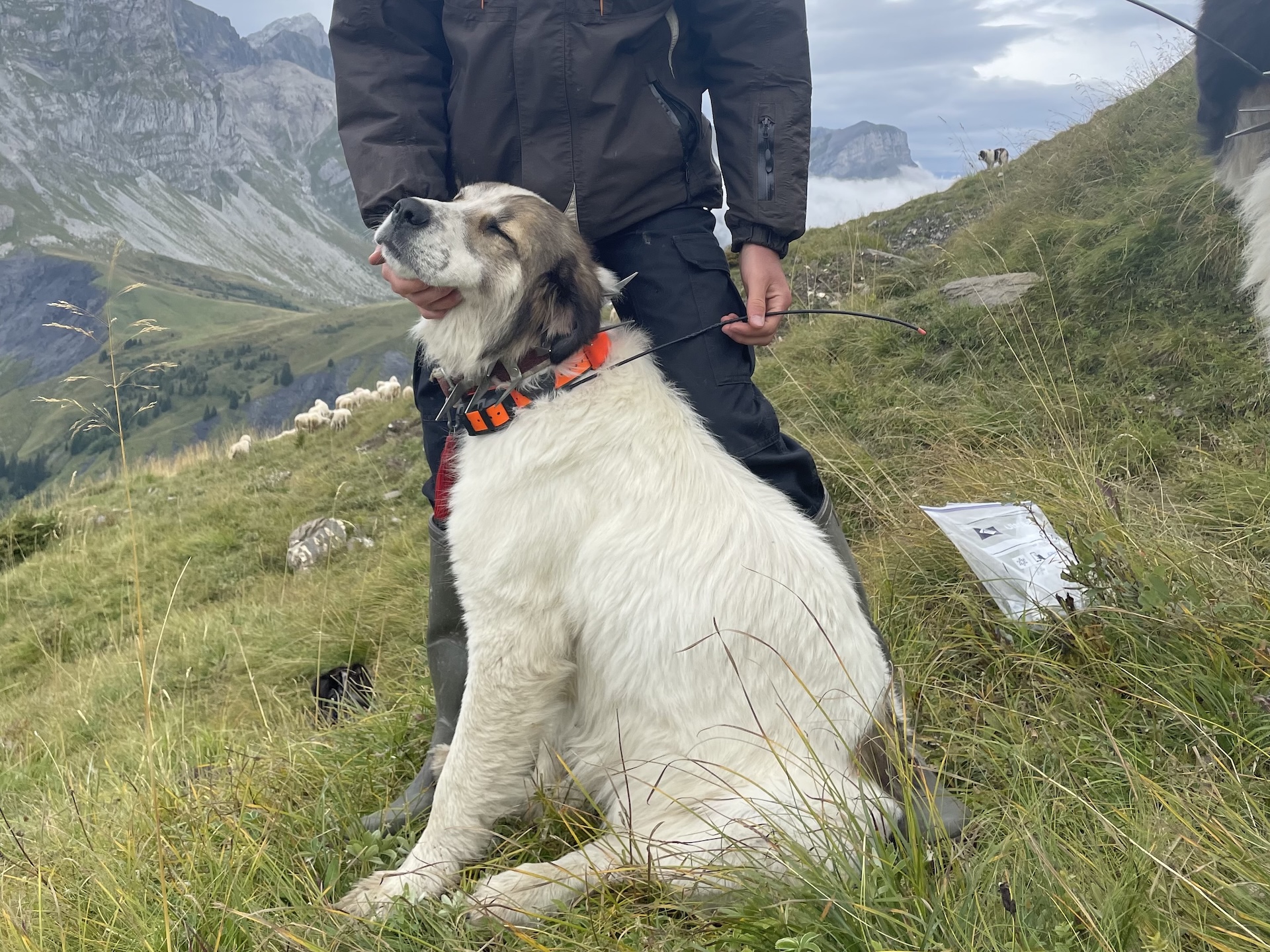 Collier GPS utilisé pour le suivi des chiens de protection