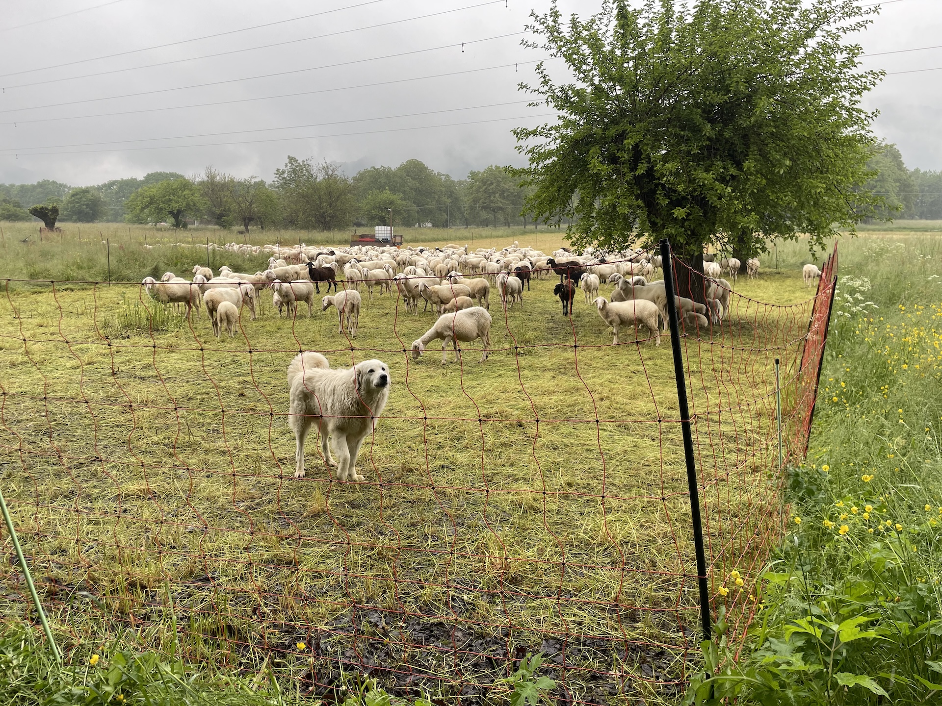 Parc de nuit dans le Piémont avec des filets 145 cm (IT)