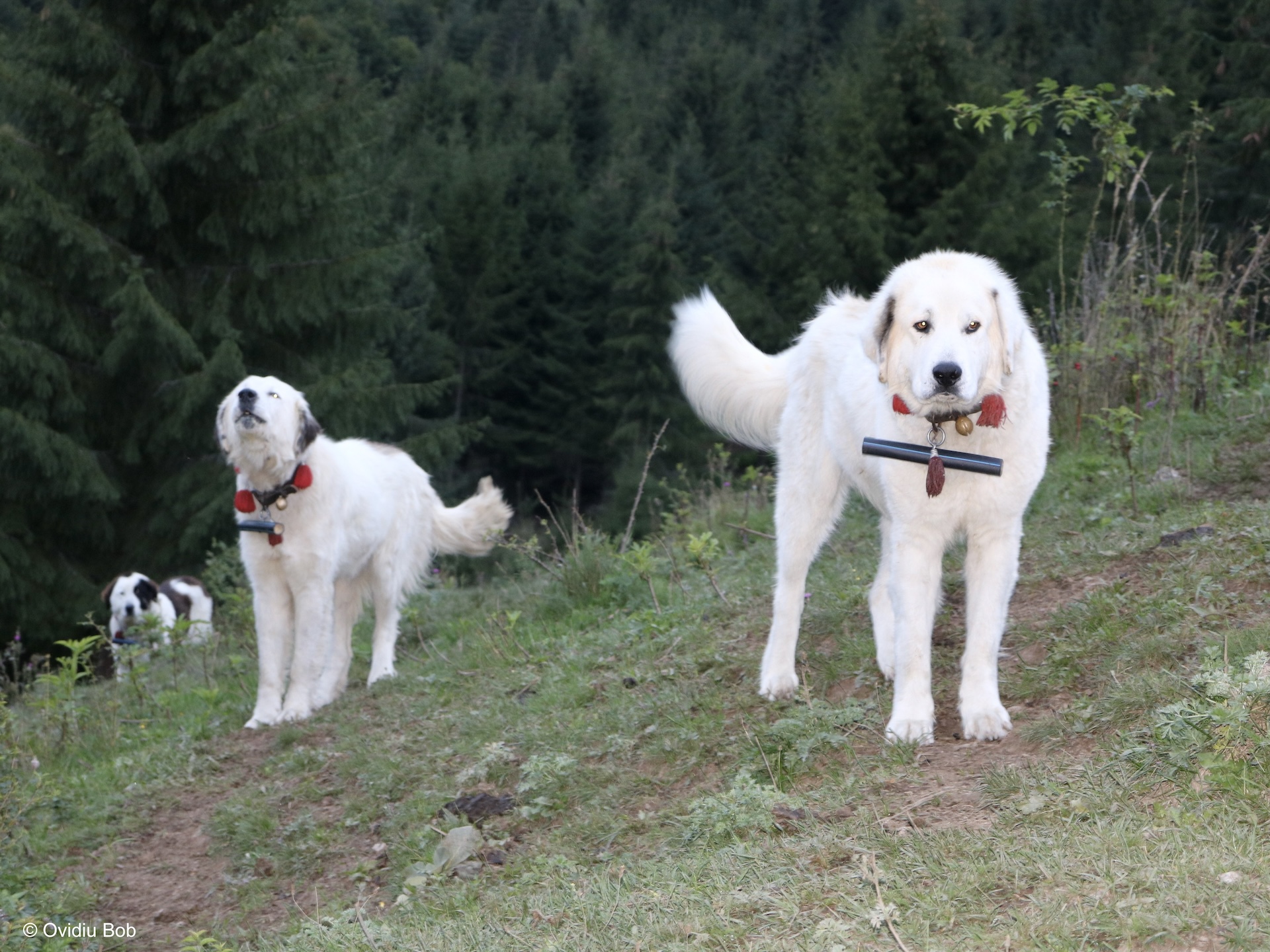 Bergers roumains à Harghita en Transylvanie (RO)