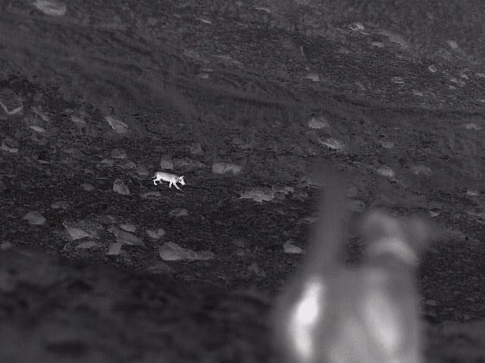 Approche nocturne d'un loup au troupeau