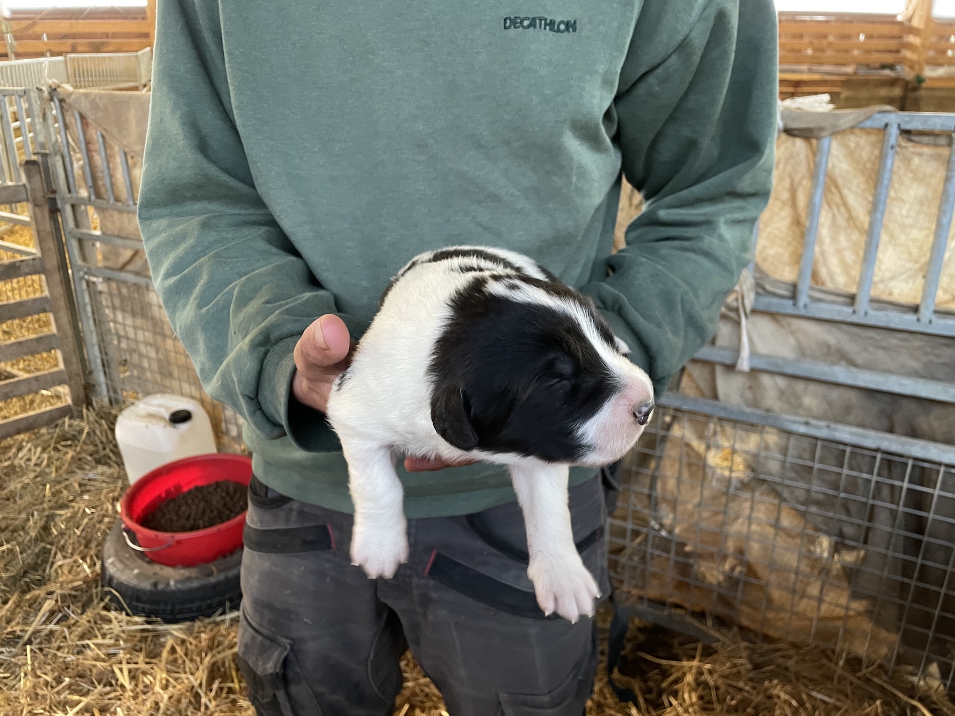 Les chiots naissent sourds et aveugles mais s'imprègnent des odeurs de la bergerie