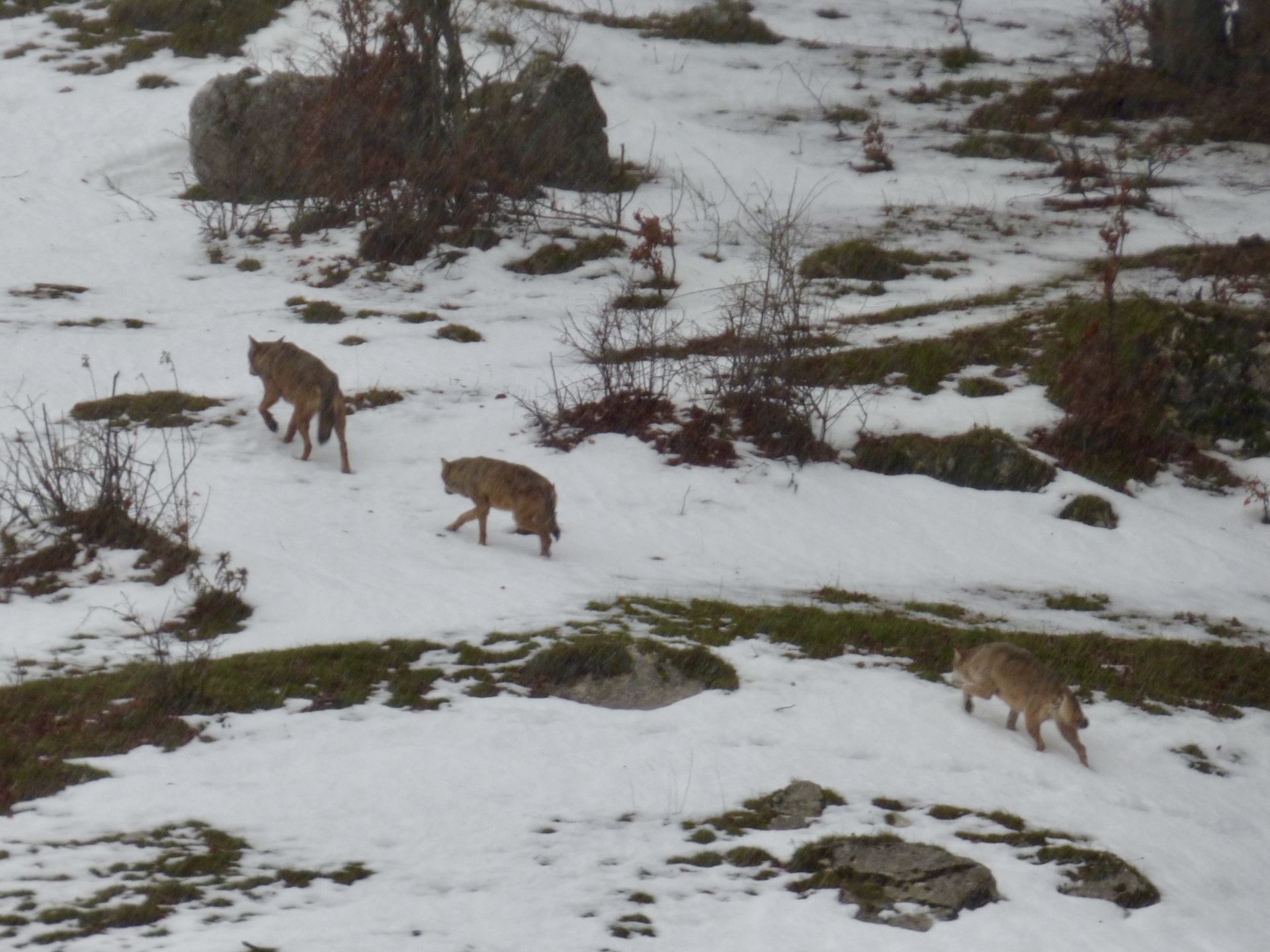 Observation de trois loups en déplacement à la queue leu leu