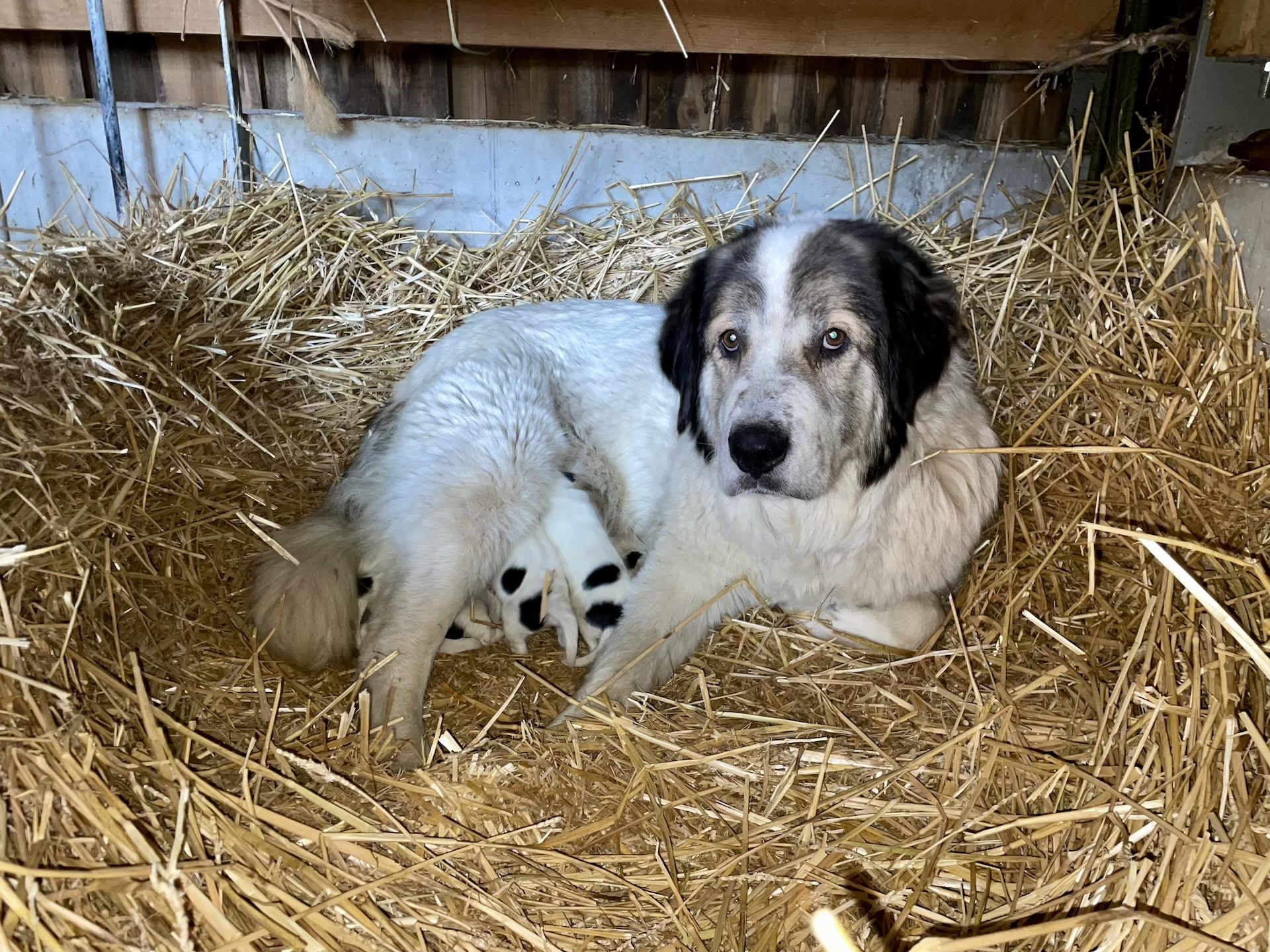 La chienne allaite ses chiots pendant 7 semaines environ