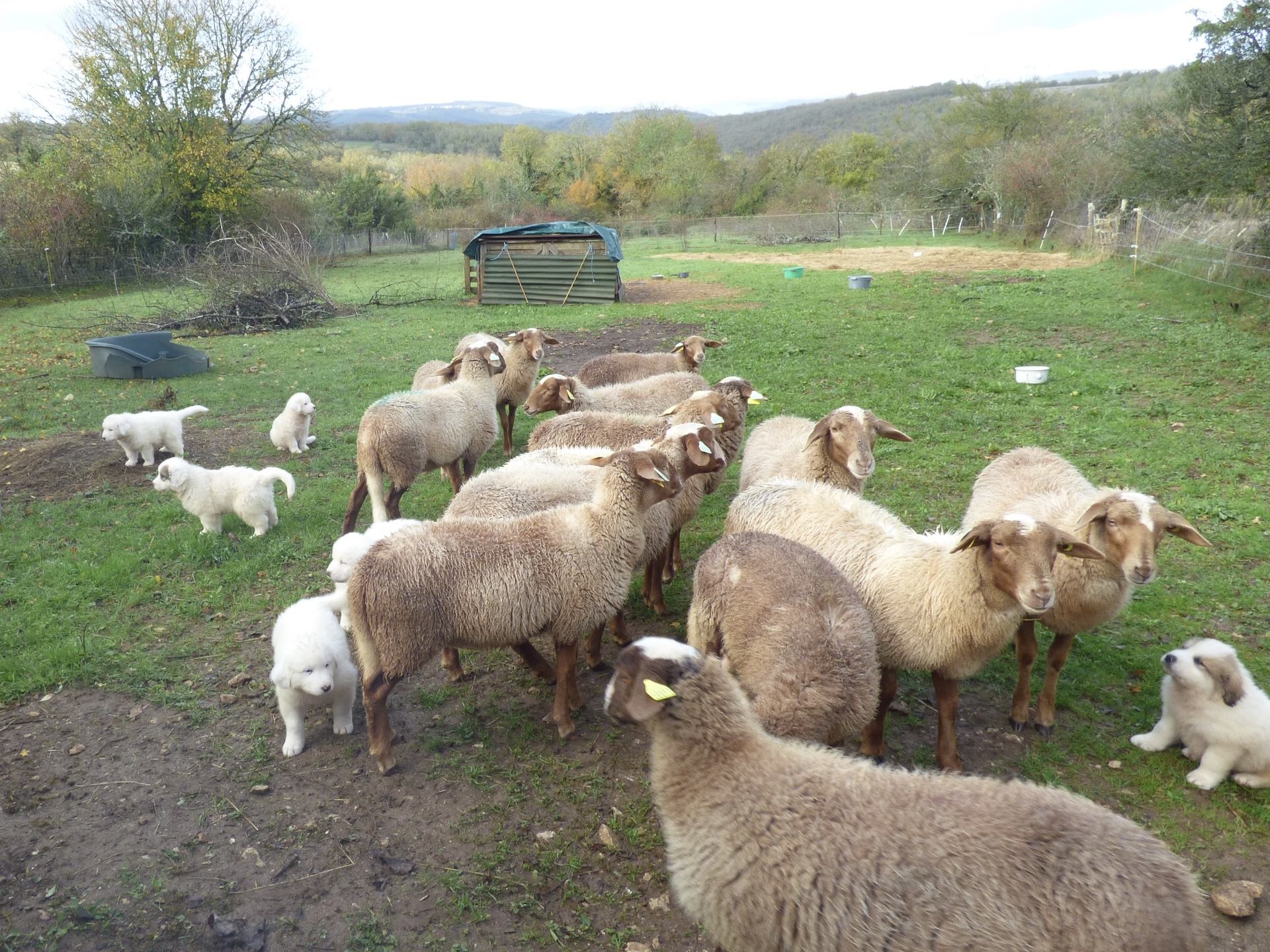Site de mise bas aménagé en plein air avec un abri et un parc restreint