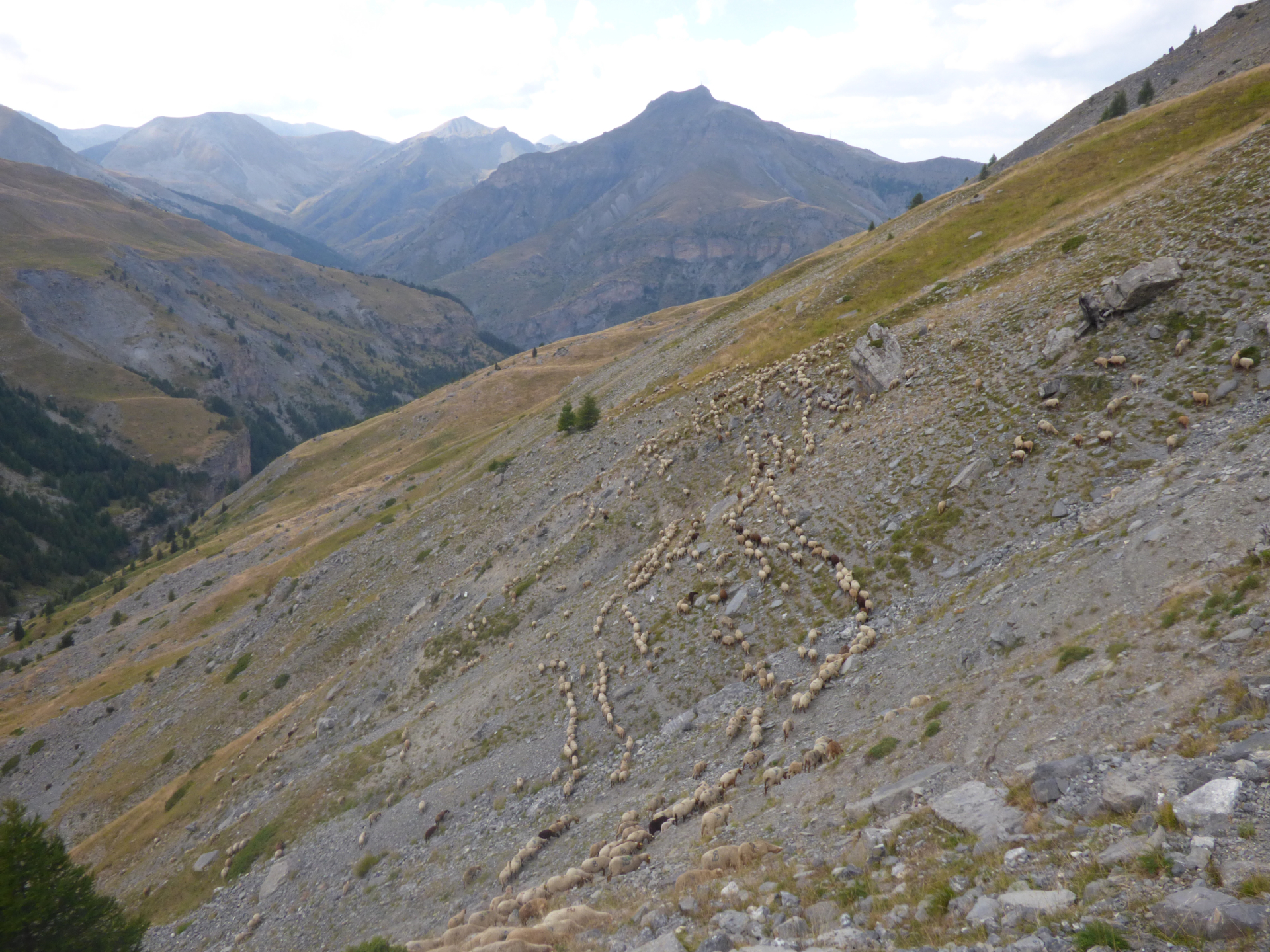 Brebis en alpage dans le Mercantour