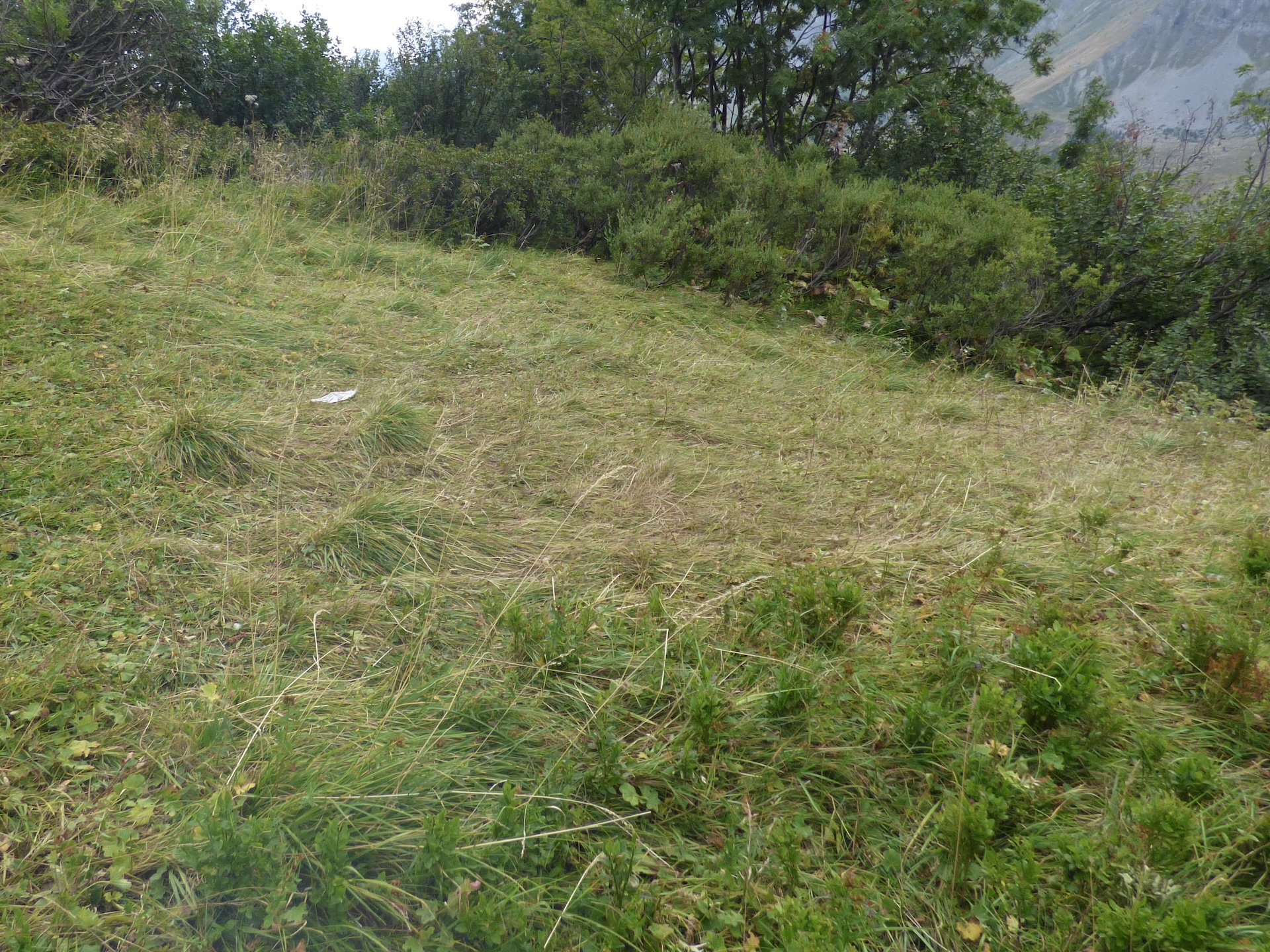 Aire de jeux avec de l'herbe couchée