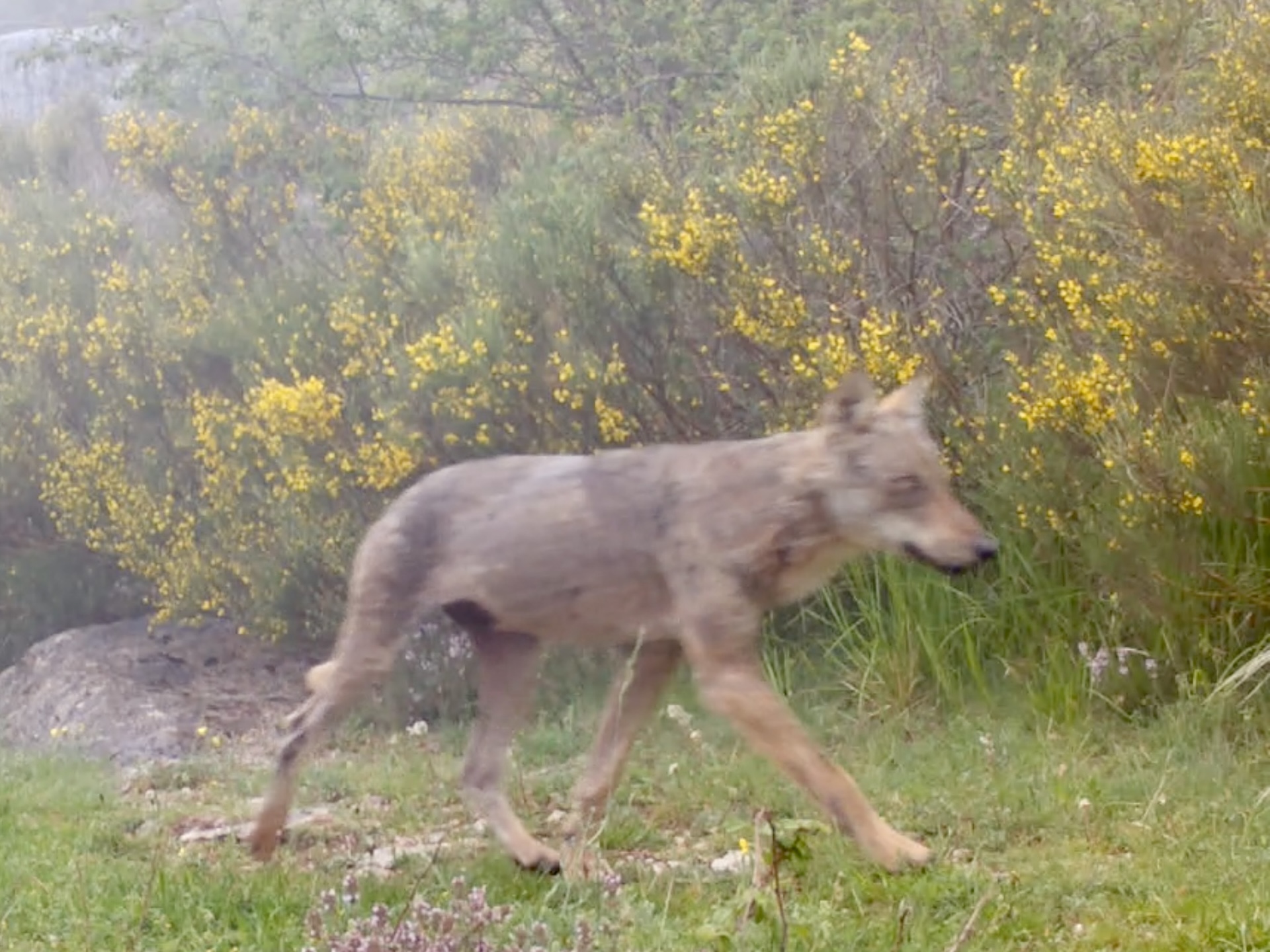 Individu au pelage sombre bringé dans les Alpes-Maritimes