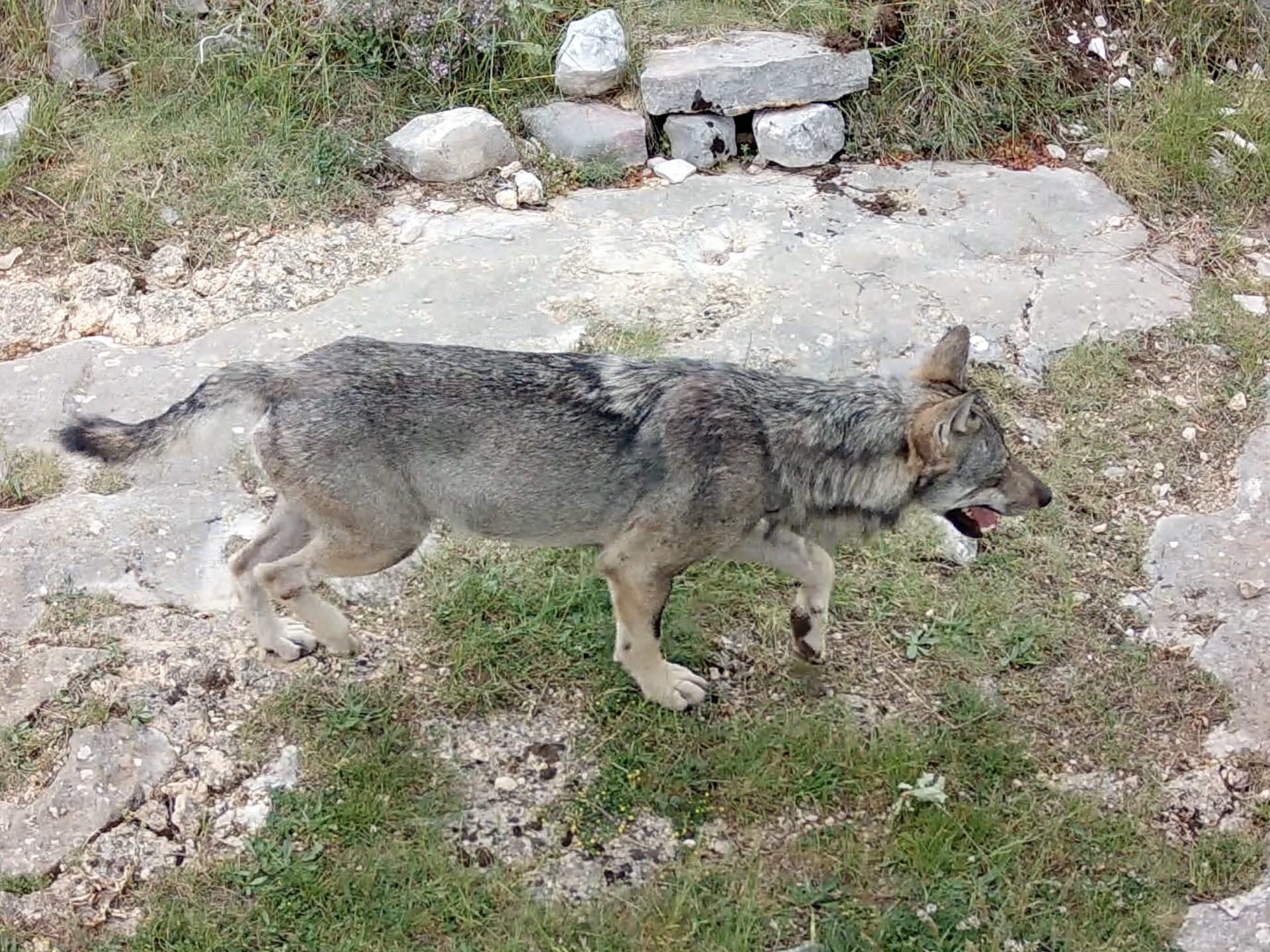 Individu au pelage à dominante gris