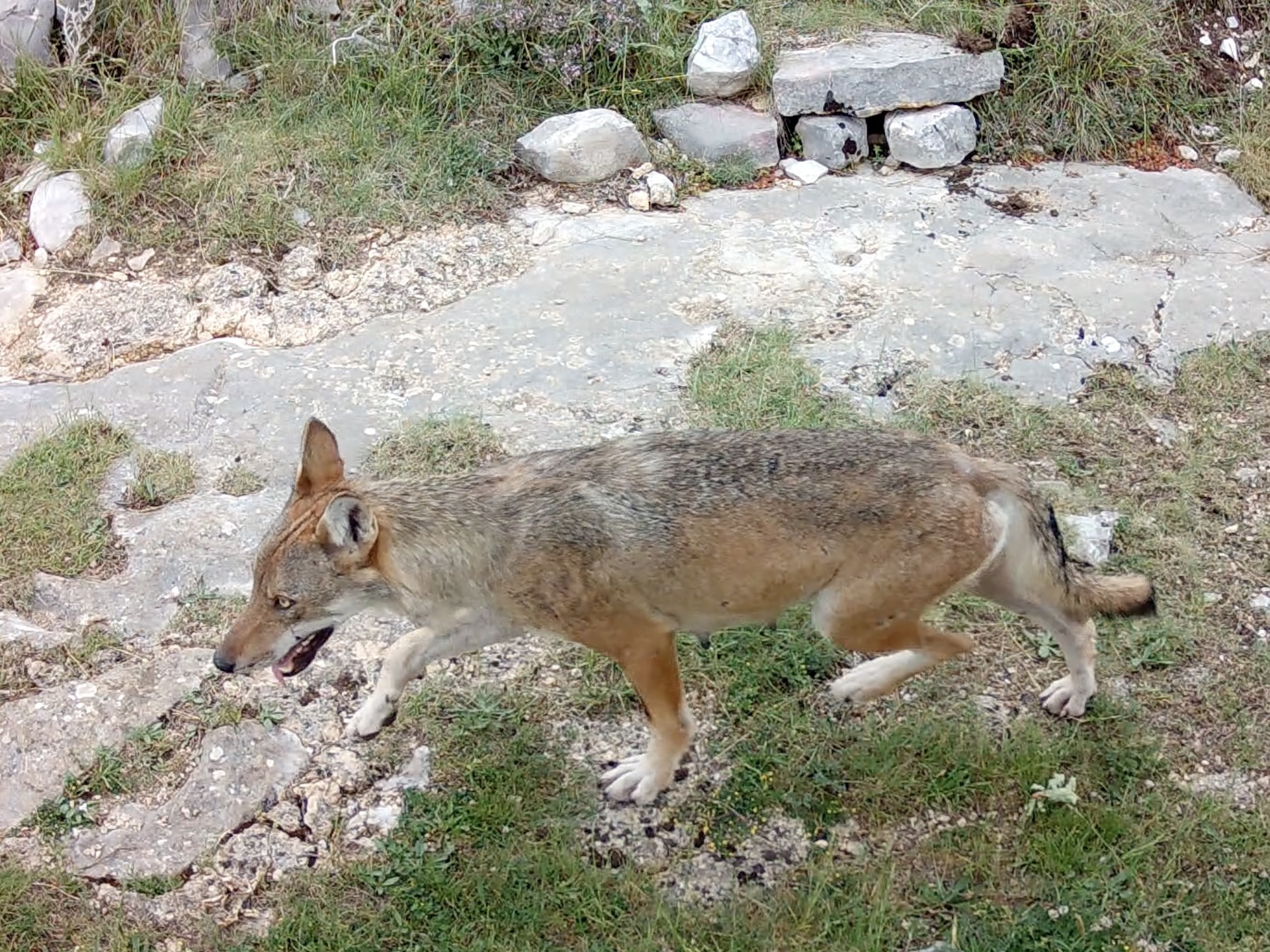 Individu au pelage à dominante roux
