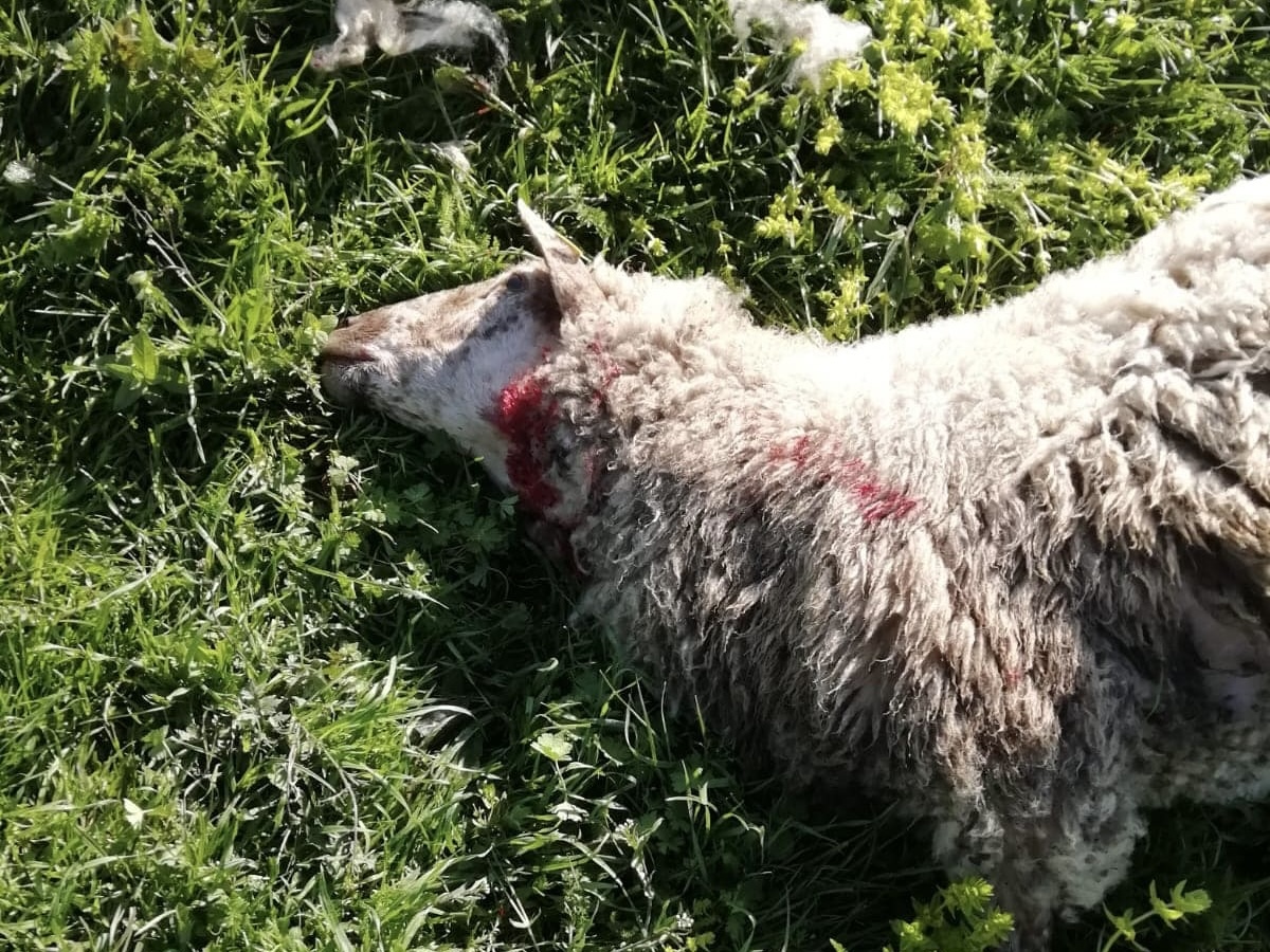 Prédation d'une brebis avec une morsure de mise à mort portée au cou (RO)