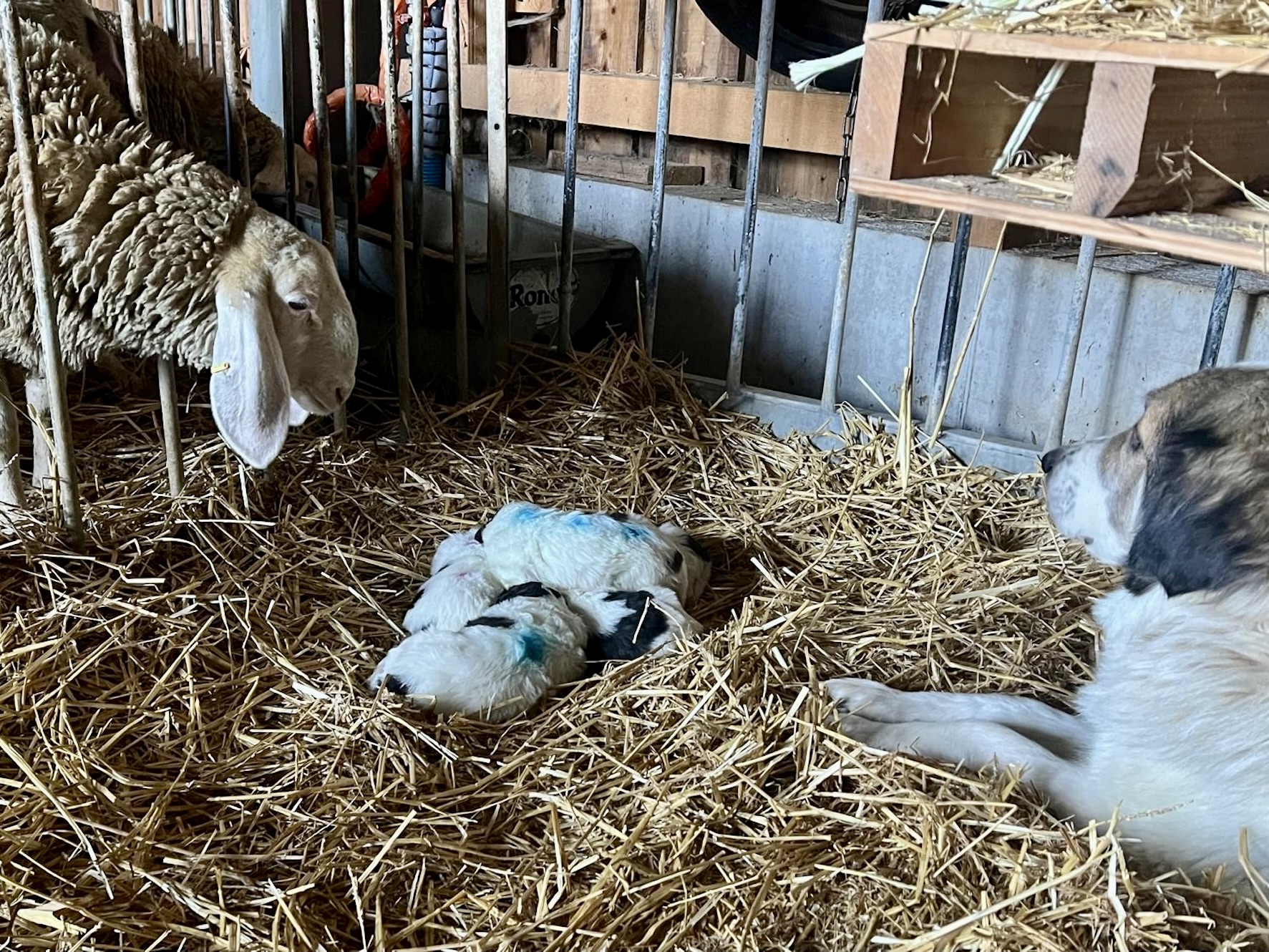 Les premières interactions interspécifiques débutent à l'âge de 3 semaines