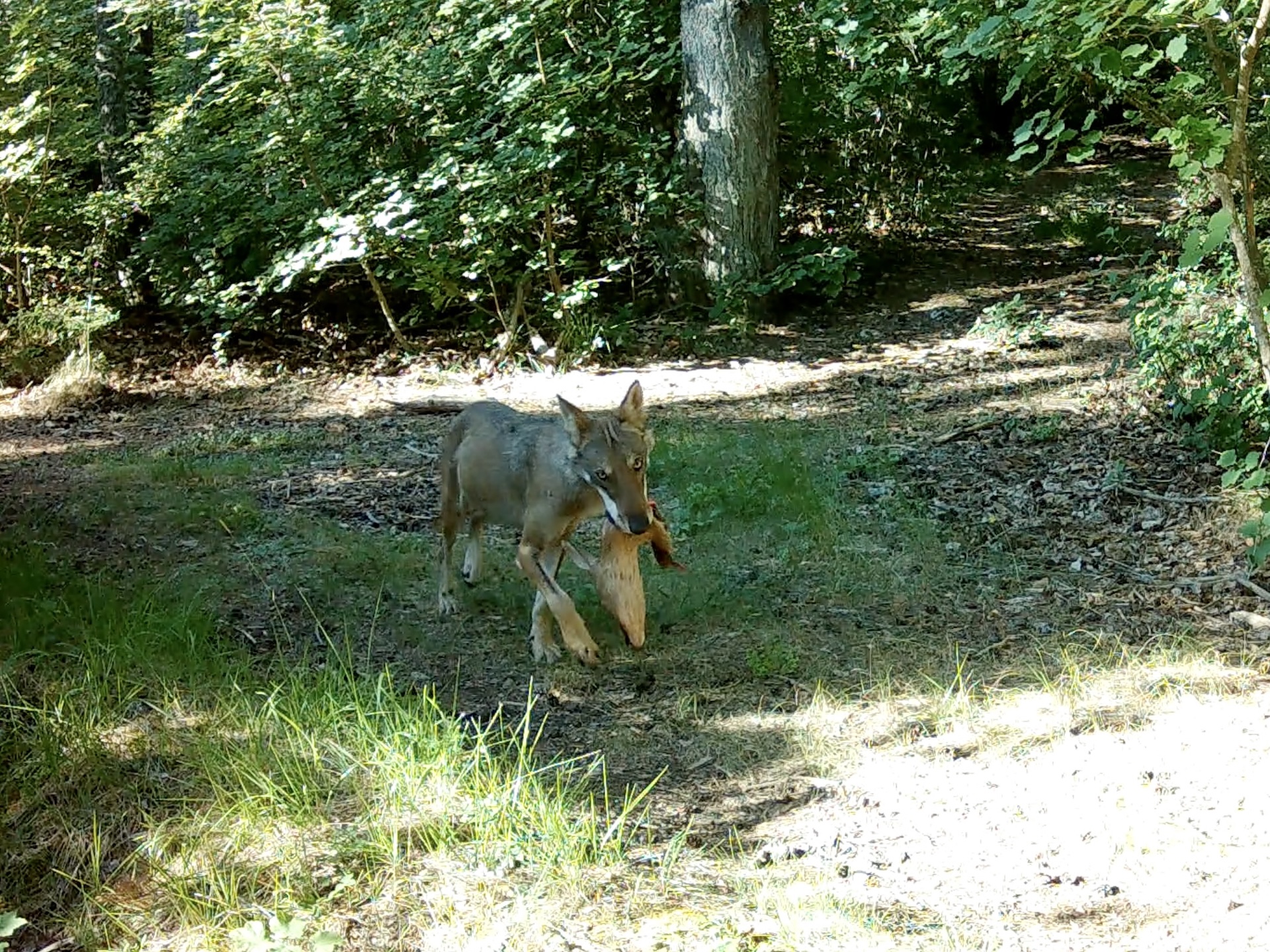 Transport d'une tête de chevreuil