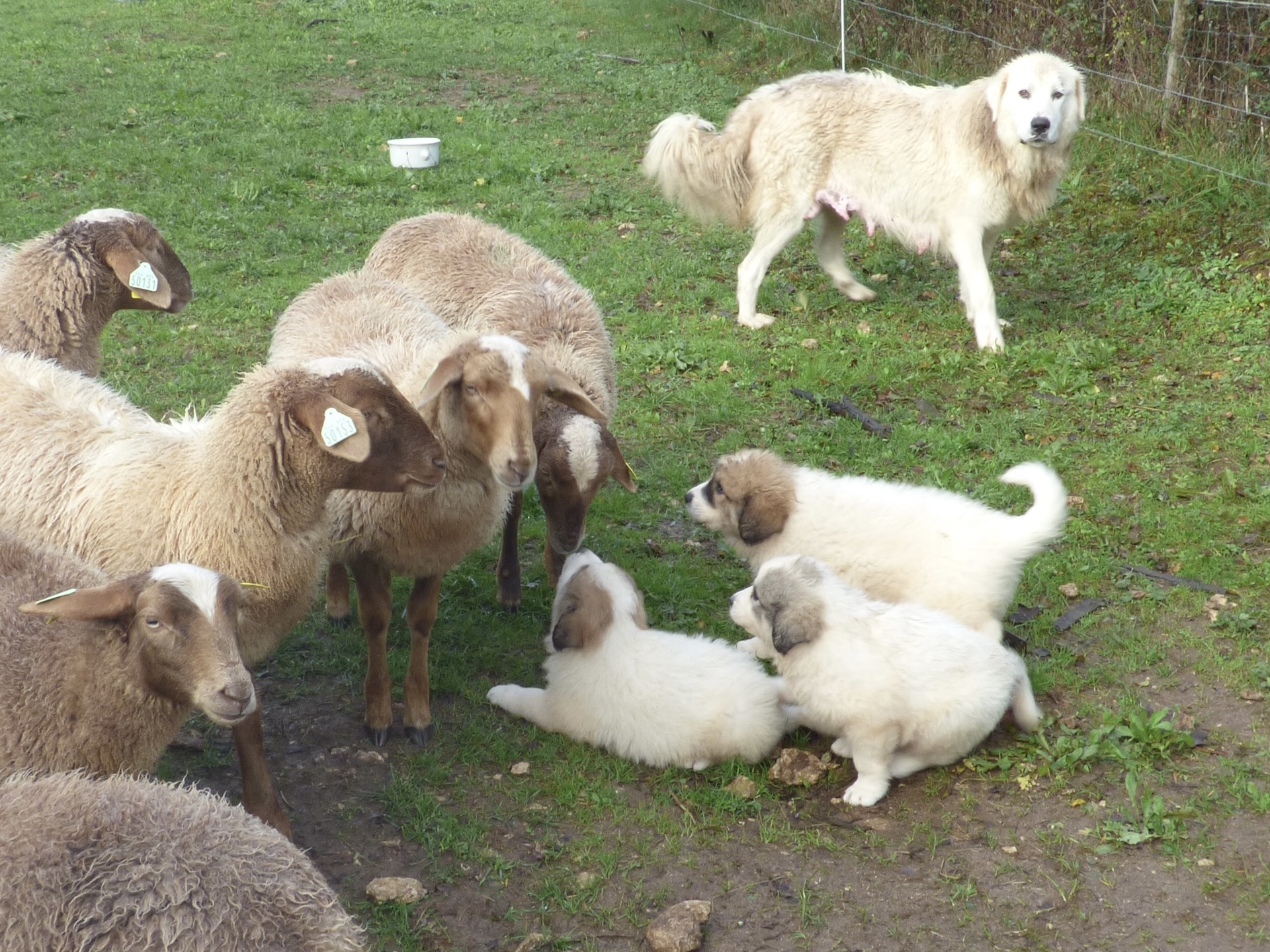 Les agnelles sont particulièrement adaptées pour l'imprégnation des chiots car elles sont curieuses et dociles